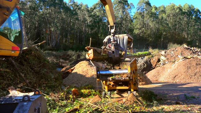 Excavator feeding a wood chipper with a large tree trunk at a recycling plant, showcasing efficient wood processing