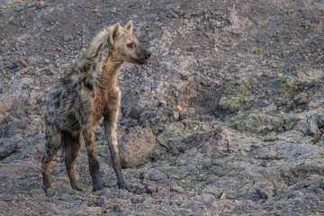 Fototapeta premium Spotted hyena in Chobe, Botswana