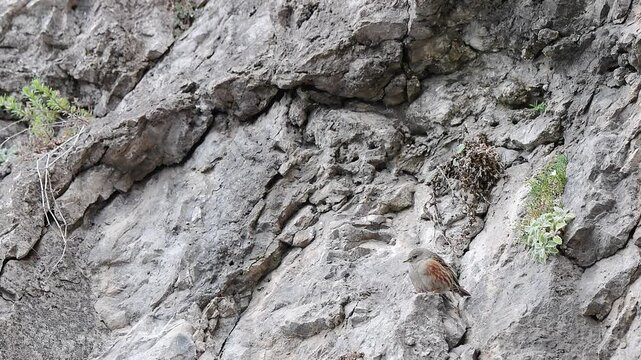 Alpine accentors looks around in the spring season (Prunella collaris)