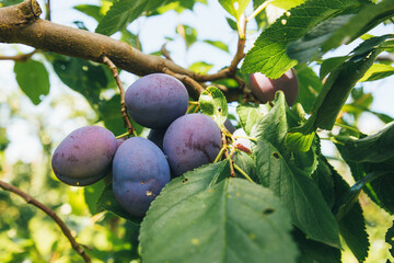 Large ripe blue plums on a plum tree branch close-up