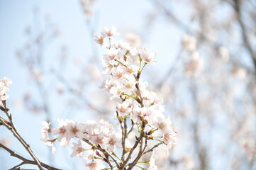 桜の花