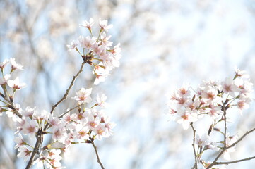 満開の桜