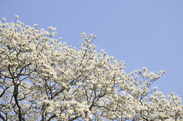 満開の木蓮の花