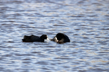 2 Blässhühner Wasser Naturschutzgebiet Moorgürtel