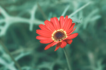 Chrysanthemum red flower with natural blur background above view macro