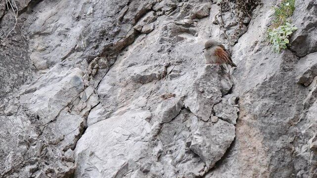 At rest on mountain wall, the Alpine accentor (Prunella collaris)