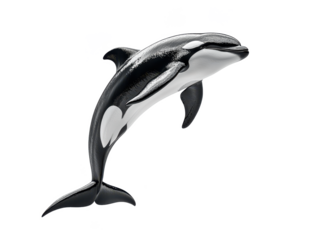 Two dolphins jumping in the ocean isolated on white background, PNG