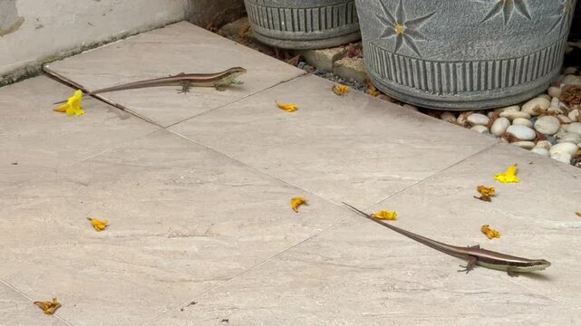 2 mini lizard on the floor , 4K video footage.