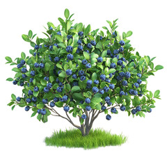 A 3D Rendered Blueberry Bush with Vibrant Green Foliage Isolated on Transparent Background