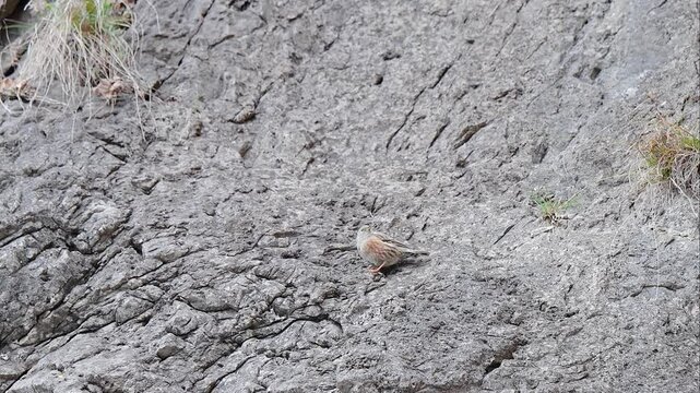 Looking for food on mountain wall, the Alpine accentor (Prunella collaris)