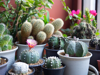 Astrophytum pink flower blooming desert plant green cactus cacti home garden fresh watering...