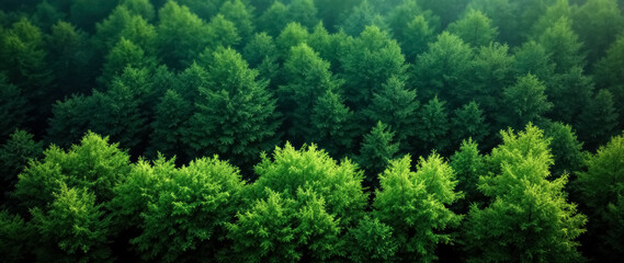 Fototapeta premium aerial view of a verdant forest canopy