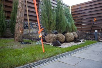 Juniper packed in burlap, ready for pruning