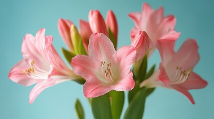 Naklejka premium Delicate Pink Flowers Against Teal Background