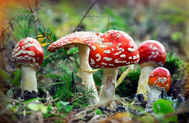 Fly agarics grow in the forest. red poisonous mushrooms
