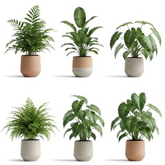 Obraz premium A collection of stylish indoor plants in modern pots, adding a touch of greenery to any home or office. Perfect for enhancing your living space with fresh, vibrant foliage.