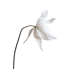 A Delicate Orchid with Smooth Petals Isolated on Transparent Background
