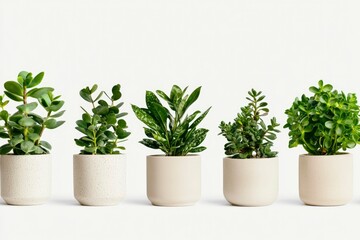 Obraz premium Indoor plants in pots sitting on white background for home decoration, gardening