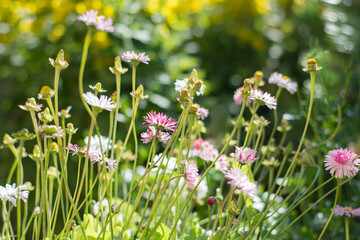Daisies in the garden on flowerbed. Summertime. Close up. Outdoors.