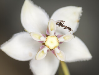 Ant collecting nectar from a swan plant flower © Nathan McClunie