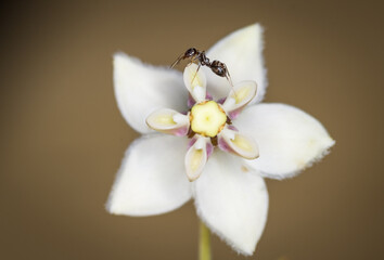 Ant collecting nectar from a swan plant flower