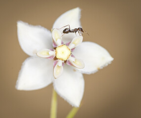 Ant collecting nectar from a swan plant flower © Nathan McClunie