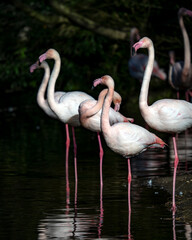 Flamant rose les pattes immergées dans l'eau avec des reflets
