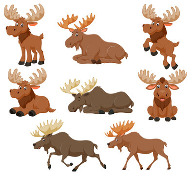 Eight cartoon moose in various poses, ideal for naturethemed designs, childrens illustrations, wildliferelated projects, and quirky brand visuals.