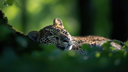 Fototapeta premium Sleepy Leopard in Lush Forest