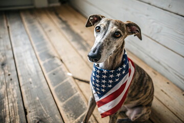 dog with american flag in the mouth on wooden background. Congratulations for family, loved ones, relatives, friends and colleagues. Pets care concept