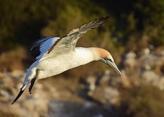 australasian gannett  in flight  over the cliffs of the muriwai gannet colony at otakamiro point on  muriwai beach on the west coast of the north island of new zealand,  on a sunny summer day