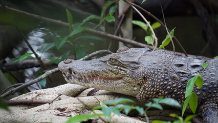 The saltwater crocodile is the world's largest reptile, known for its powerful bite, aggressive...
