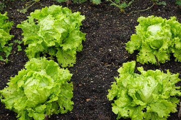 mature lettuce ready for harvesting in the vegetable garden. lettuce cultivation in fertile soil