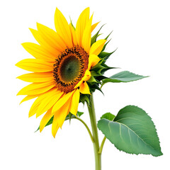 Vibrant Sunflower in Bloom: A Captivating Close-up