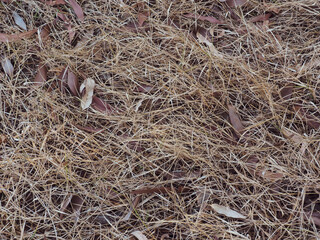 Brown dry grass texture on the ground for summer background or water shortage.    