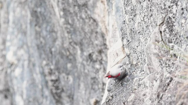 At hunt, the Wallcreeper looking for food (Tichodroma muraria) 