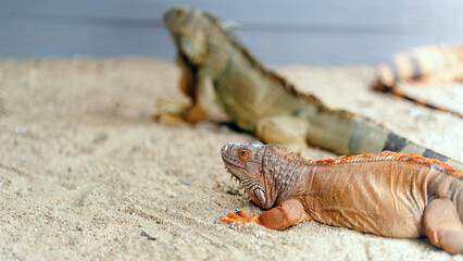 Two iguanas resting on sandy ground, showcasing their distinctive colors and textures in a natural habitat.