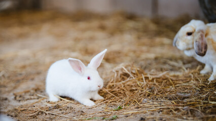 Rabbit innocent curious concept. A cute white rabbit explores its surroundings in a cozy straw-filled environment.