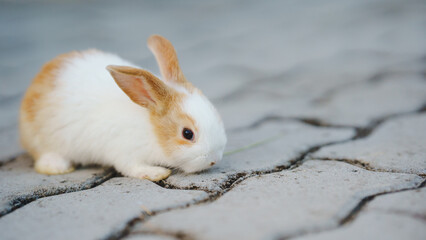 Rabbit innocent curious concept. A cute rabbit exploring the textured ground in a serene setting.