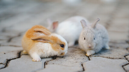 Rabbit innocent curious concept. Three adorable rabbits exploring a cobblestone surface in a serene setting.