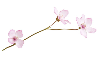 branch featuring three pink cherry blossoms showcasing their soft petals and natural beauty against a white background ideal for floral design decoration or nature-themed projects