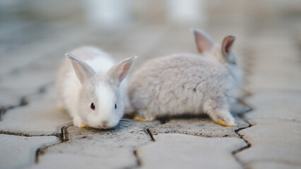 Rabbit innocent curious concept. Two cute rabbits exploring a stone surface, showcasing their fluffy fur and playful nature.