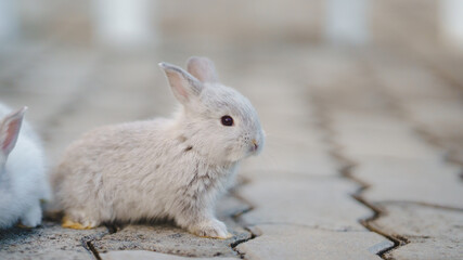 Rabbit innocent curious concept. A small gray rabbit sits on a textured surface, showcasing its...