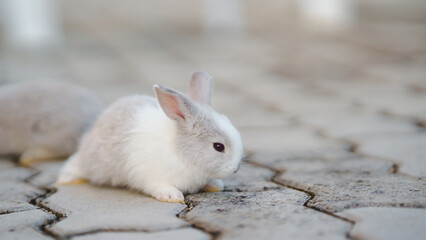 Rabbit innocent curious concept. A small white rabbit exploring a paved surface, showcasing its curious nature.