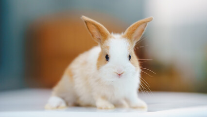 Rabbit innocent curious concept. Cute rabbit with fluffy fur and expressive ears, sitting indoors in a soft-focus background.