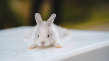 Rabbit innocent curious concept. A cute rabbit lounging on a surface with a soft-focus background.
