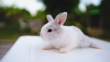 Naklejka premium Rabbit innocent curious concept. Cute small bunny with soft fur lounging on a surface in a serene outdoor setting.