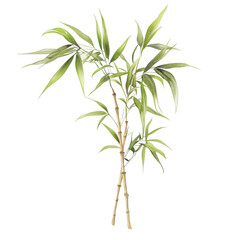 Fototapeta premium a pair of bamboo branches with lush green leaves showcasing their natural beauty and elegance ideal for use in design botanical studies or nature-themed projects