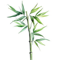 Fototapeta premium a bamboo plant showcasing its slender stalk and vibrant green leaves emphasizing natural beauty and botanical artistry