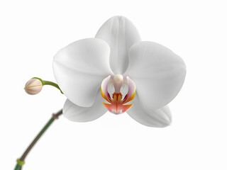 White orchid flower isolated on white background.